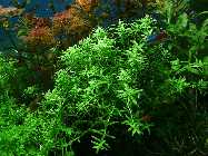 R.rotundifolia green2.jpg