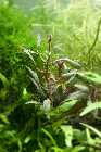 Ludwigia Glandulosa.jpg