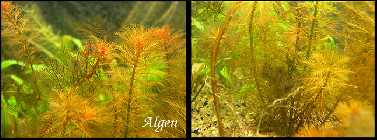 algen1.jpg