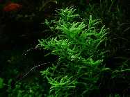 R.rotundifolia green.jpg