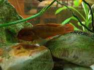 aquarium februar 2014 009.jpg