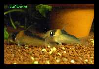 Corydorasadolfoi.jpg