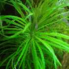 080704Pogostemon-Stellatus.jpg