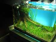 P7100039 (800 x 600).jpg