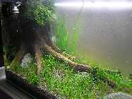 P7060029 (800 x 600).jpg