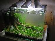 P7060037 (800 x 600).jpg