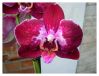 Orchidee